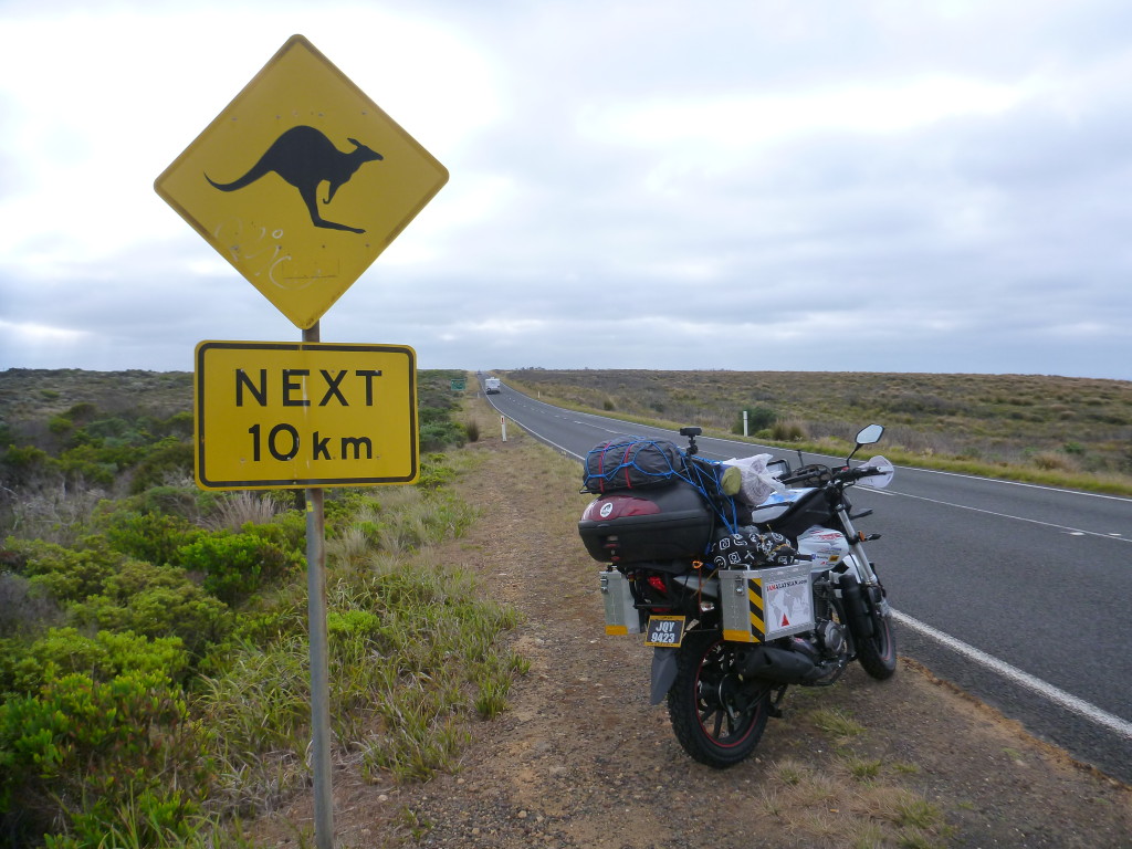 kangaroo ahead